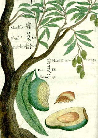 Mango and Tree